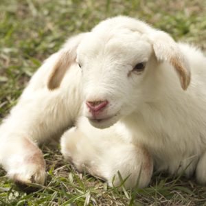 Ram Lamb